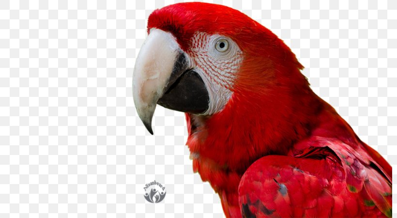 Macaw Bird Parrot 4K Resolution High-definition Television, PNG, 800x450px, 4k Resolution, Macaw, Animal, Basabizitza, Beak Download Free