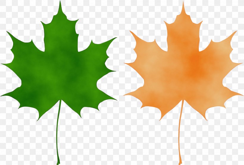Maple Leaf, PNG, 1920x1299px, Watercolor, Black Maple, Holly, Leaf, Maple Leaf Download Free