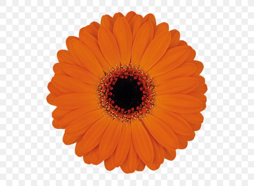 Optical Illusion Optics Black Hole Color, PNG, 600x600px, Optical Illusion, Black Hole, Color, Cut Flowers, Daisy Family Download Free