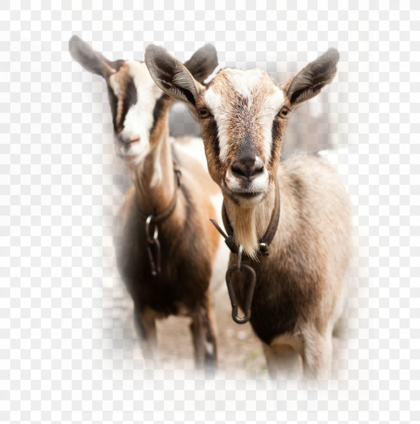 Spanish Goat Sheep Cattle Goat Milk, PNG, 918x925px, Spanish Goat, Breed, Caprinae, Cattle, Cow Goat Family Download Free