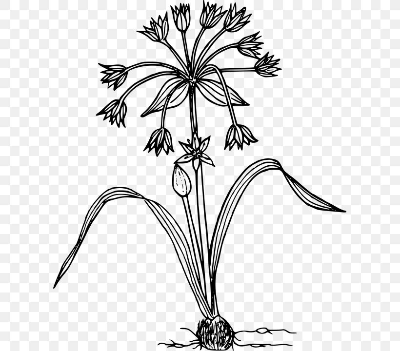 Drawing Clip Art, PNG, 601x720px, Drawing, Artwork, Black And White, Branch, Cut Flowers Download Free