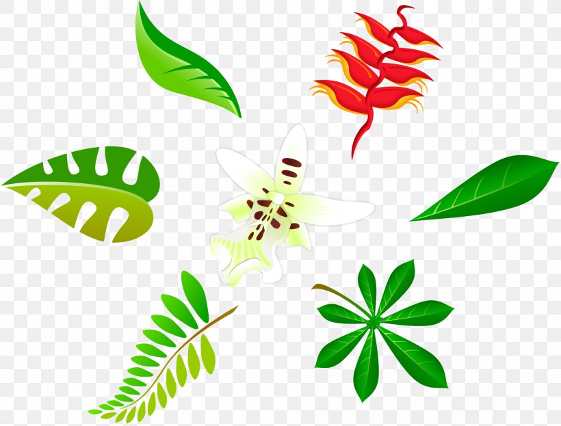 Function Plant Leaf, PNG, 2004x1524px, Function, Artwork, Branch, Drawplus, Flora Download Free