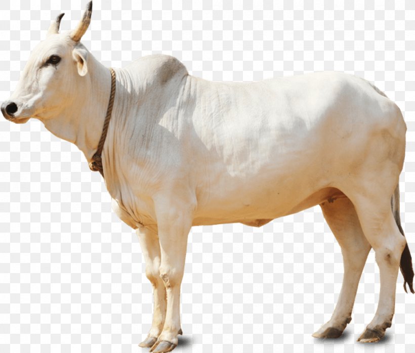 Holstein Friesian Cattle Gyr Cattle Goat White Park Cattle, PNG, 1010x860px, Holstein Friesian Cattle, Aids, Animal Figure, Breed, Bull Download Free