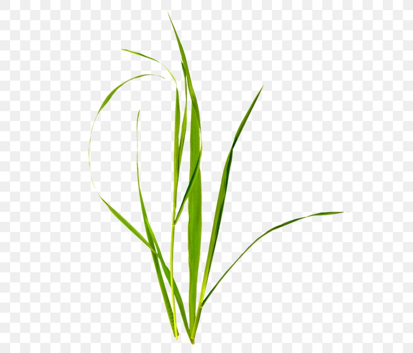 ARC Clip Art, PNG, 700x700px, Arc, Commodity, Free Software, Grass, Grass Family Download Free