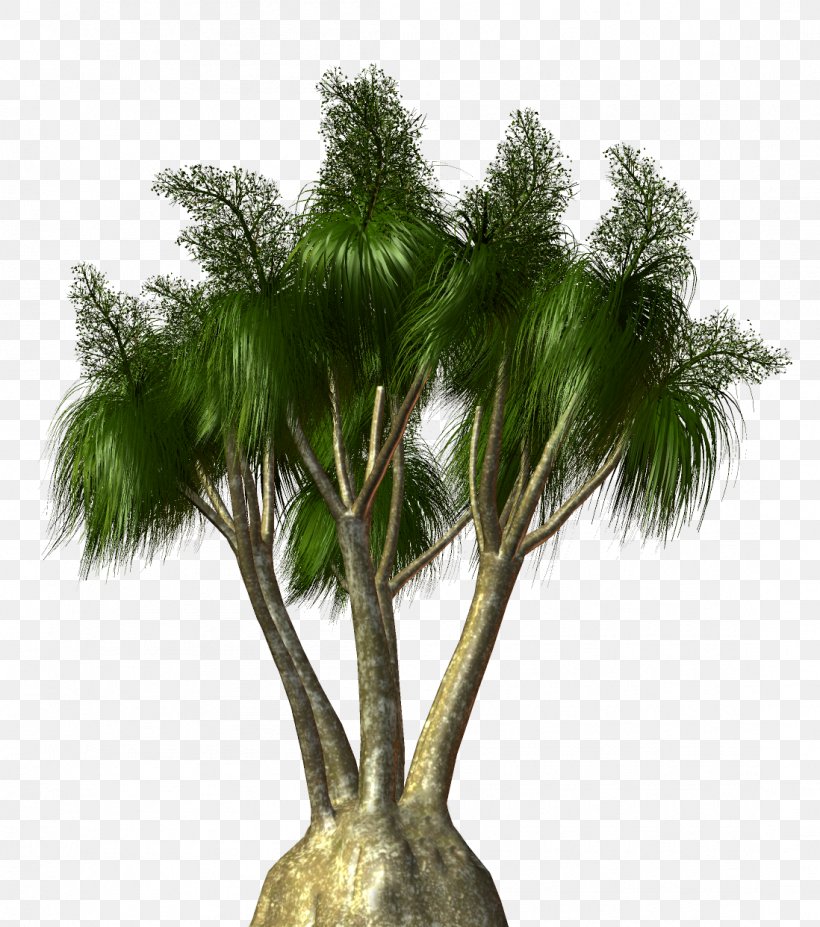 Asian Palmyra Palm Palm Trees Plants Coconut, PNG, 1098x1242px, Asian Palmyra Palm, Areca Palm, Arecales, Babassu, Babassu Oil Download Free