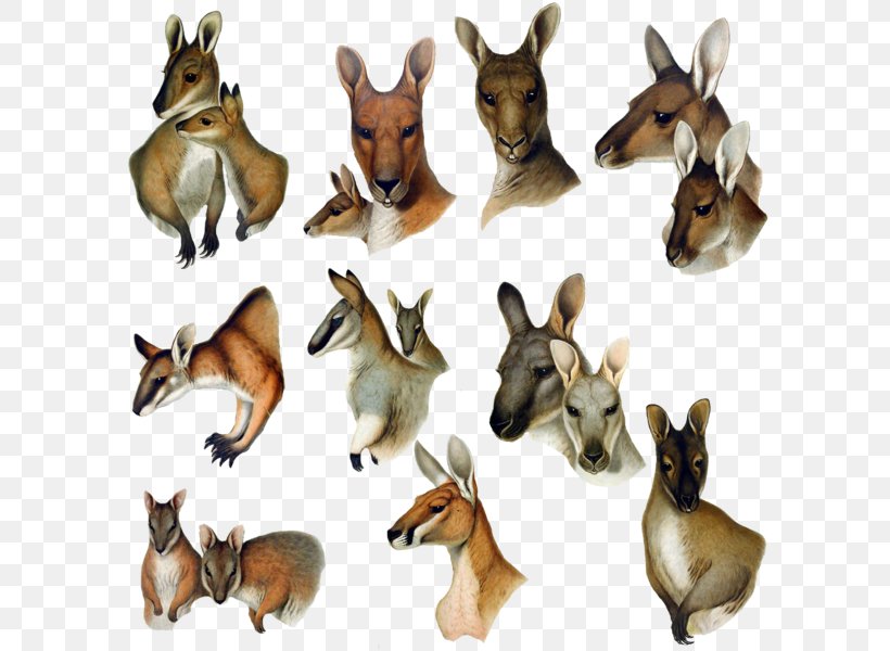 Macropodidae Deer Animal Kangaroo Dog, PNG, 600x600px, Macropodidae, Animal, Animal Figure, Art, Artist Download Free