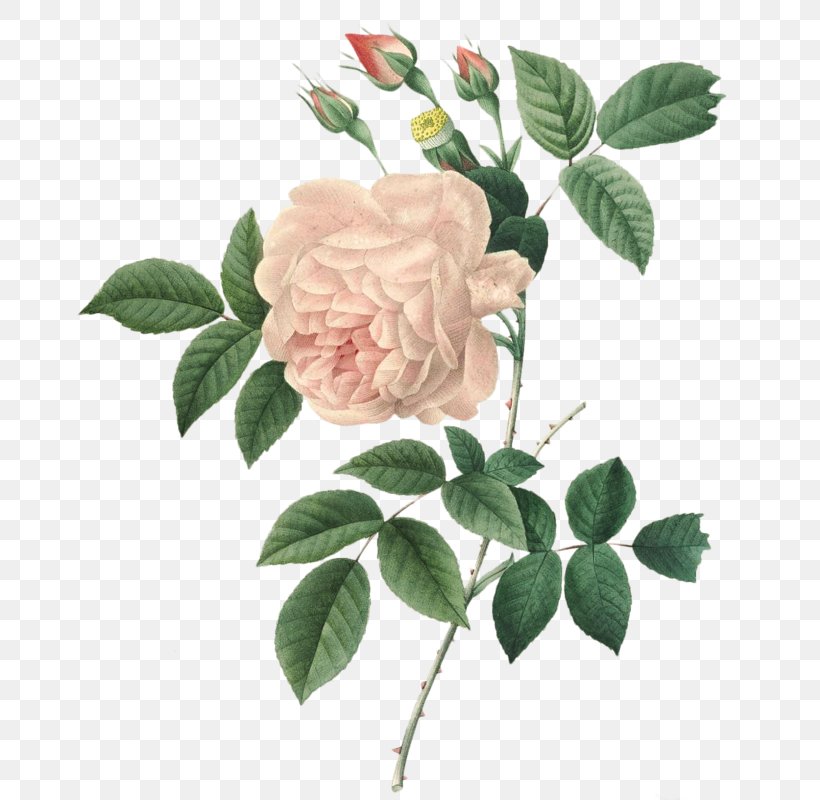 Pierre-Joseph Redouté (1759-1840) Choix Des Plus Belles Fleurs Rose Painting, PNG, 673x800px, Choix Des Plus Belles Fleurs, Art, Branch, Cut Flowers, Floribunda Download Free
