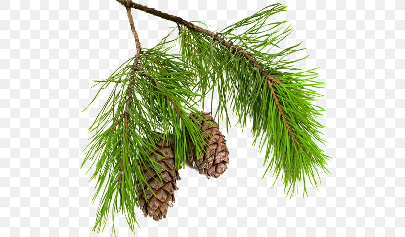 Pine Conifer Cone Larch Spruce Branch, PNG, 529x481px, Pine, Biome, Branch, Christmas Ornament, Conifer Download Free