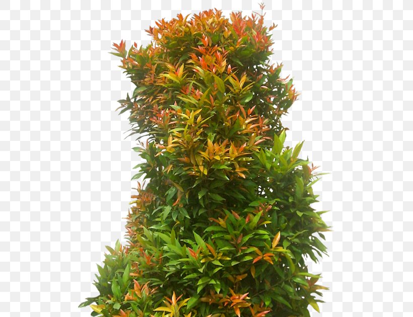 Tree Syzygium Paniculatum Eugenia Populus Nigra Shrub, PNG, 523x630px, Tree, Acer Ginnala, Arecaceae, Cottonwood, Eugenia Download Free