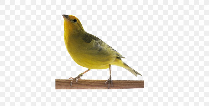 Atlantic Canary Passerine Saffron Finch Pet Shop Singing, PNG, 1302x662px, Atlantic Canary, Beak, Bird, Birdcage, Brazil Download Free