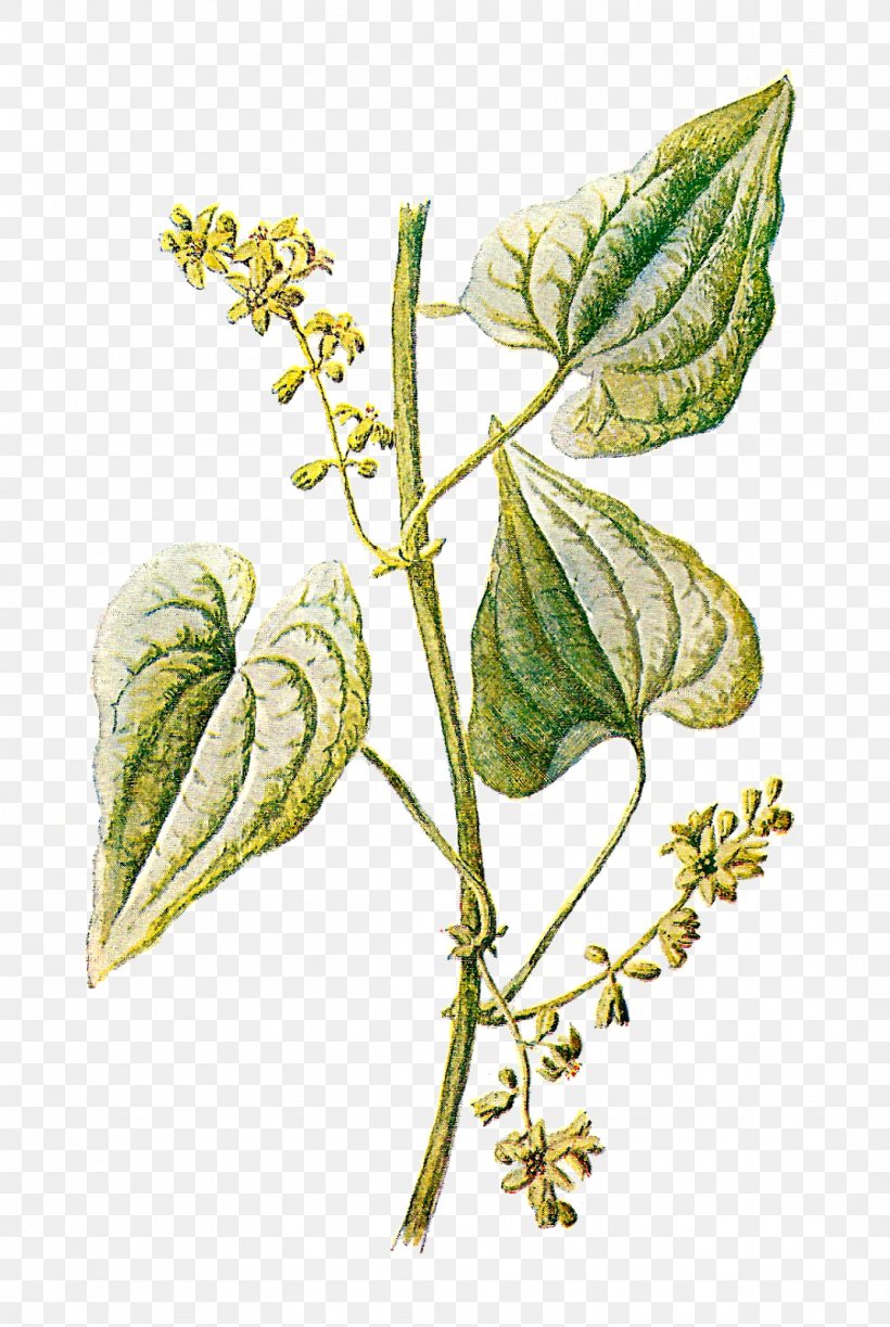 Botany Botanical Illustration Herb Clip Art, PNG, 1072x1600px, Botany, Antique, Botanical Illustration, Branch, Drawing Download Free
