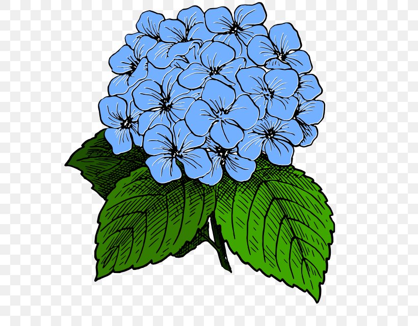 French Hydrangea Drawing Clip Art, PNG, 575x640px, French Hydrangea, Borage Family, Color, Cornales, Drawing Download Free