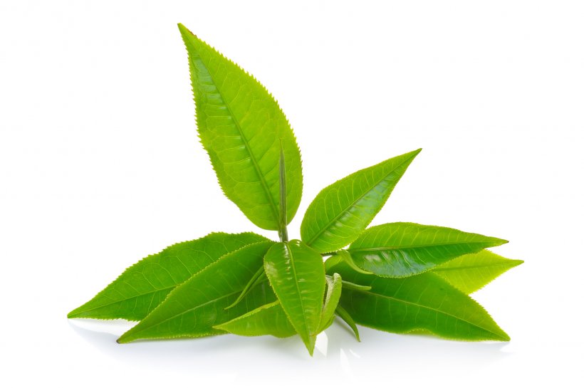 Green Tea Matcha Oolong Darjeeling Tea, PNG, 1690x1124px, Tea, Basil, Black Tea, Camellia Sinensis, Darjeeling Tea Download Free