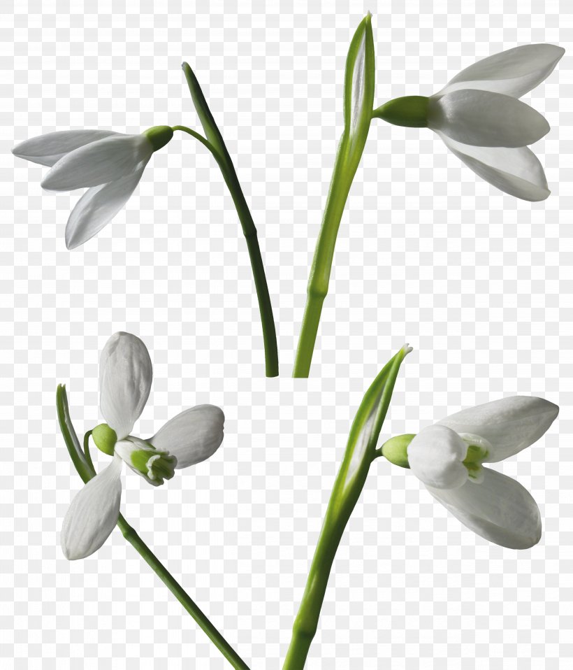 Snowdrop Leucojum Clip Art, PNG, 4999x5842px, Snowdrop, Black And White, Flora, Flower, Flowering Plant Download Free