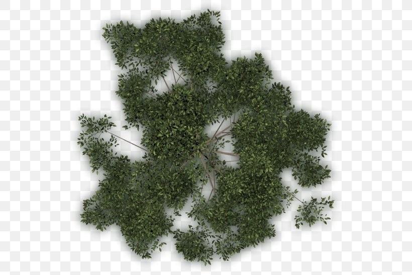 Tree Vegetation Lawn Leaf, PNG, 550x547px, Tree, Evergreen, Grass, Lawn, Leaf Download Free