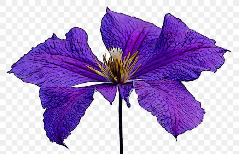 Flower Purple Violet Petal Plant, PNG, 1440x930px, Flower, Bellflower, Bellflower Family, Clematis, Delphinium Download Free
