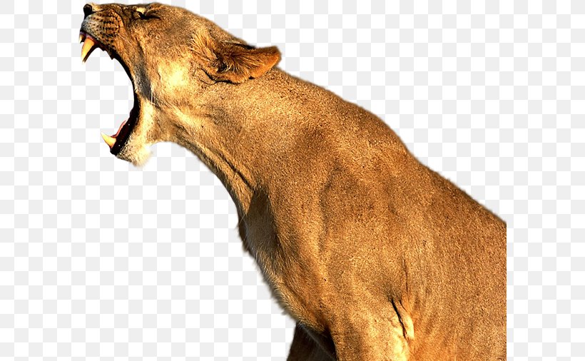 Lion Park Cougar Cat Tiger, PNG, 600x506px, Lion, Big Cat, Big Cats, Carnivoran, Cat Download Free