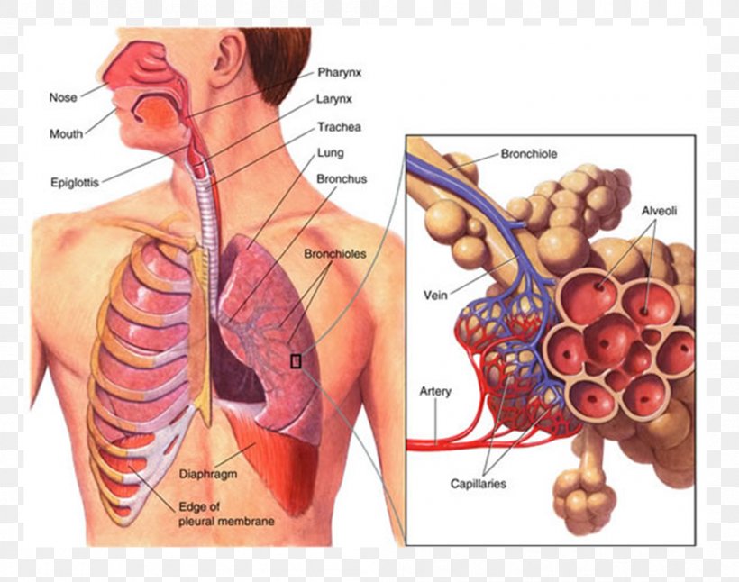 Respiration Respiratory System Human Body Function Circulatory System, PNG, 998x787px, Watercolor, Cartoon, Flower, Frame, Heart Download Free