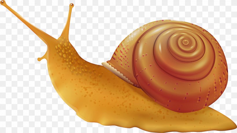 Snail Cartoon, PNG, 3000x1685px, Snail, Conch, Cuisine, Dish, Gastropod Shell Download Free