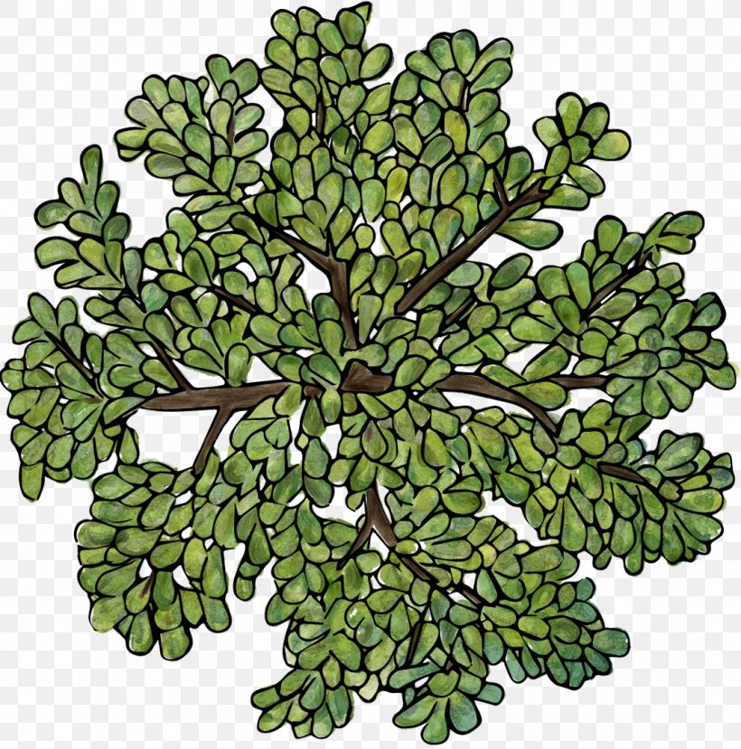 Tree Plant, PNG, 1070x1082px, Tree, Chart, Concepteur, Green, Leaf Download Free