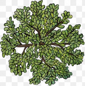 Tree Top View Images Tree Top View Transparent Png Free Download