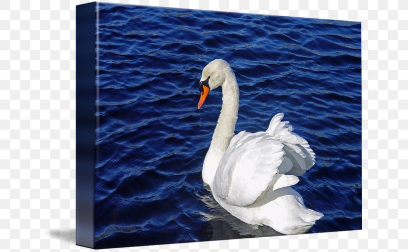 Cygnini Fauna Beak Feather, PNG, 650x506px, Cygnini, Beak, Bird, Ducks Geese And Swans, Fauna Download Free