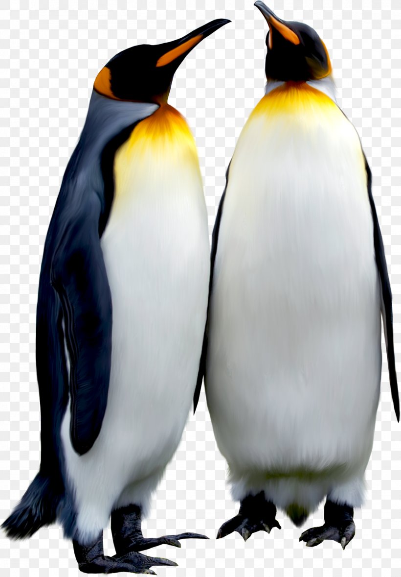 Penguin Bird Animal Download, PNG, 1621x2330px, Penguin, Animal, Beak, Bird, Emperor Penguin Download Free