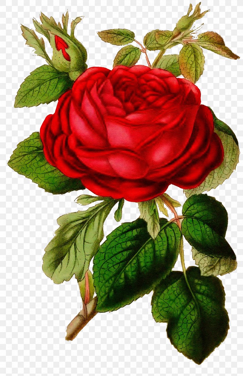 Floral Design Graphics Garden Roses Image, PNG, 1034x1600px, Floral Design, Art, Cut Flowers, Damask Rose, Floristry Download Free