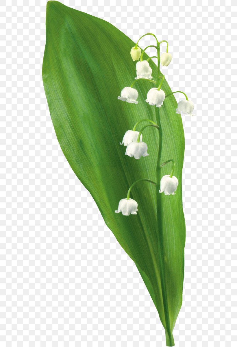 Lily Of The Valley Lilium Flower Clip Art, PNG, 533x1200px, Lily Of The Valley, Convallaria, Cut Flowers, Flower, Leaf Download Free