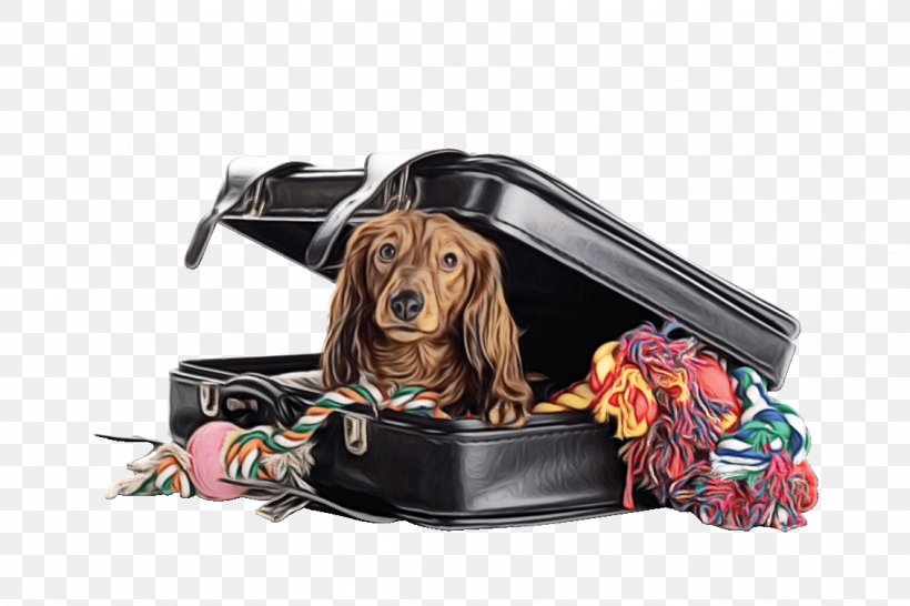Dog And Cat, PNG, 1132x754px, Dog, Bag, Cat, Companion Dog, Dachshund Download Free