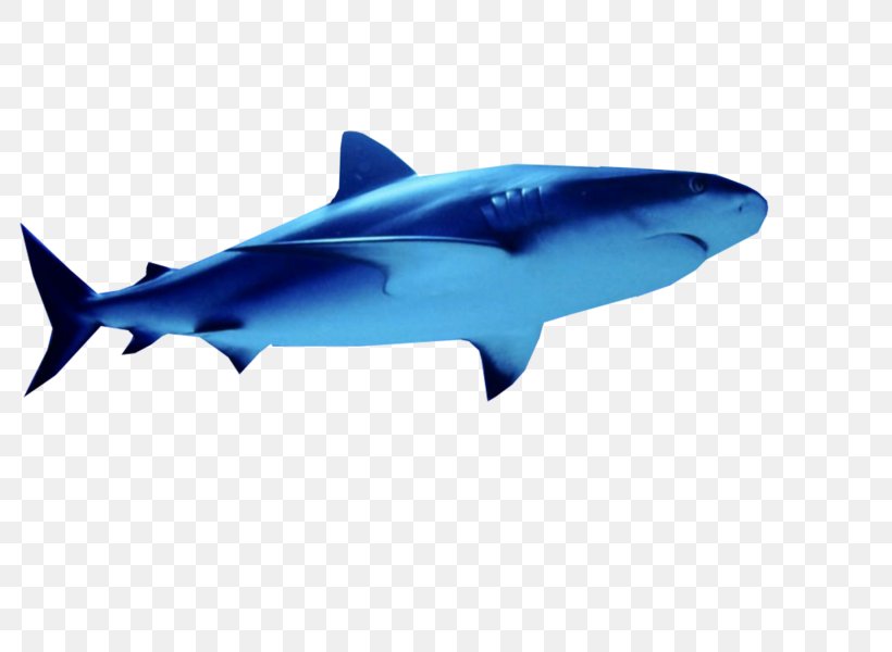 Great White Shark Tiger Shark Squaliform Sharks Mackerel Sharks Marine Biology, PNG, 800x600px, Great White Shark, Biology, Cartilaginous Fish, Cobalt Blue, Electric Blue Download Free