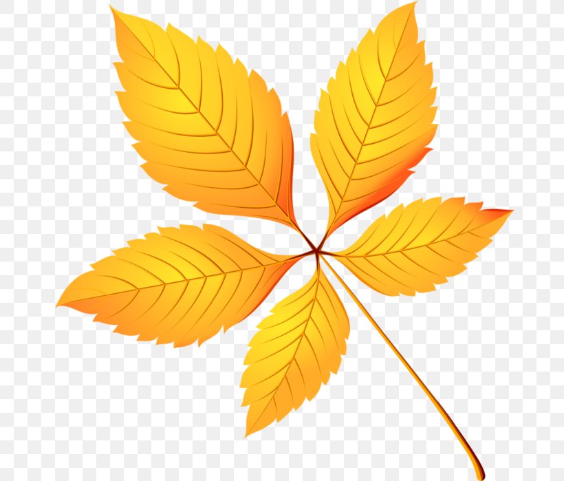 Leaf Autumn Leaves Clip Art, PNG, 679x699px, Leaf, Abscission, Autumn, Autumn Leaf Color, Autumn Leaves Download Free