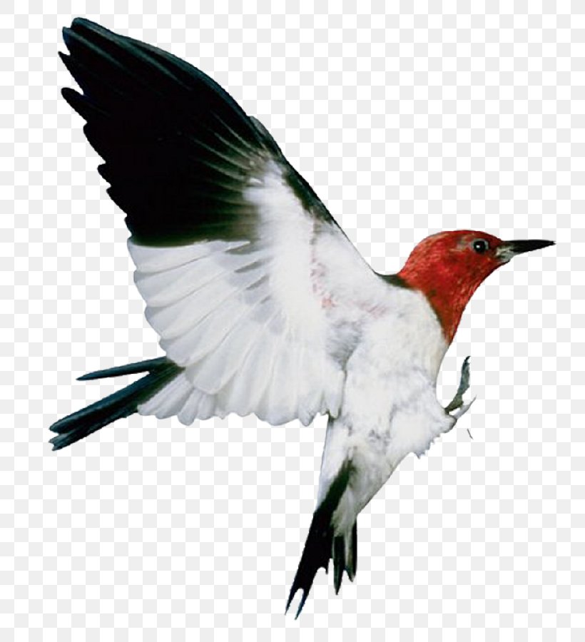 Bird Image Flight Animal, PNG, 800x900px, Bird, American Robin, Animal, Beak, Fauna Download Free