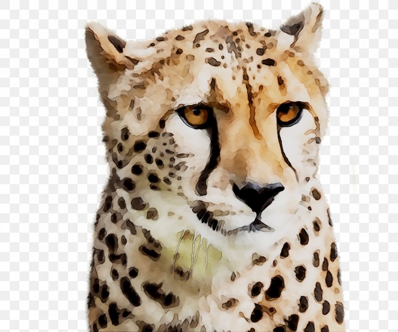 Cheetah Jaguar Big Cat Whiskers, PNG, 1129x944px, Cheetah, African Leopard, Animal, Animal Figure, Big Cat Download Free