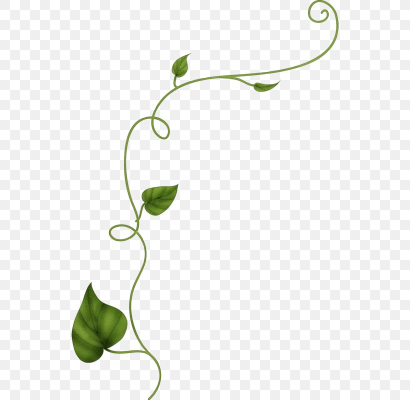 Leaf Vine Drawing Flower Plant, PNG, 534x800px, Leaf, Branch, Coloring ...