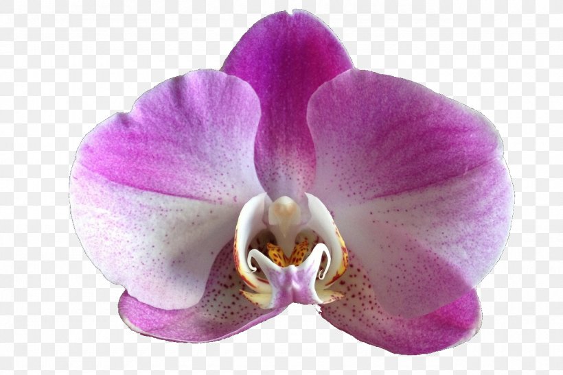 Beautiful Orchids Flower Moth Orchids, PNG, 1280x854px, Orchids, Beautiful Orchids, Cattleya, Color, Flower Download Free