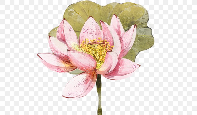 Download, PNG, 706x478px, Lotus Seed, Aquatic Plant, Cut Flowers, Designer, Drawing Download Free