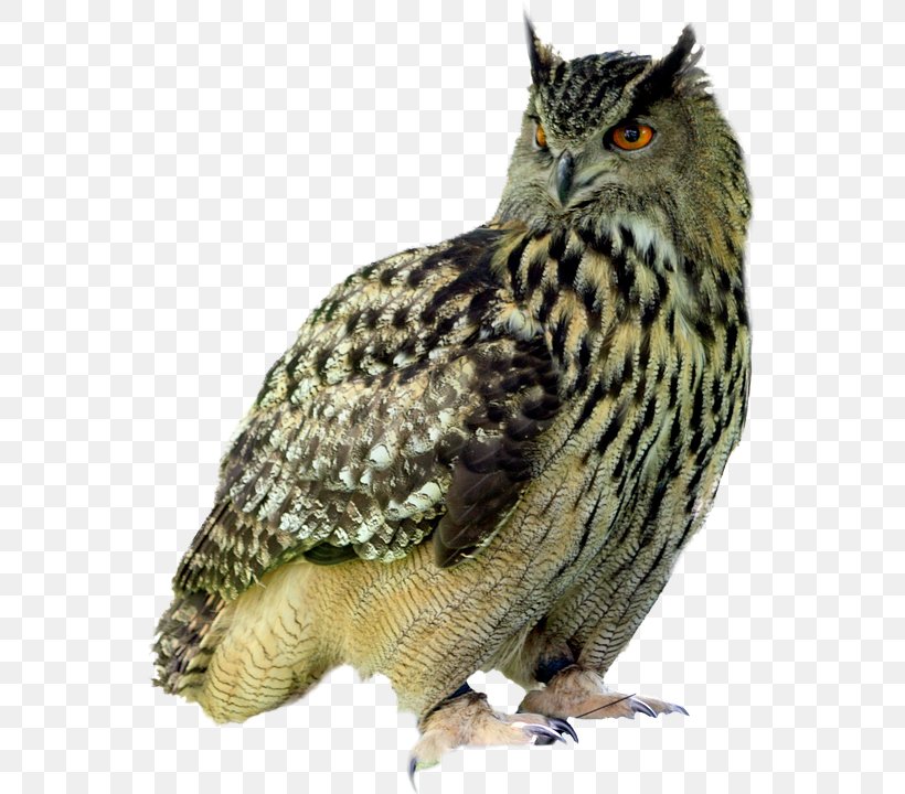 Little Owl Bird Pixabay, PNG, 554x720px, Owl, Beak, Bird, Bird Of Prey, Fauna Download Free