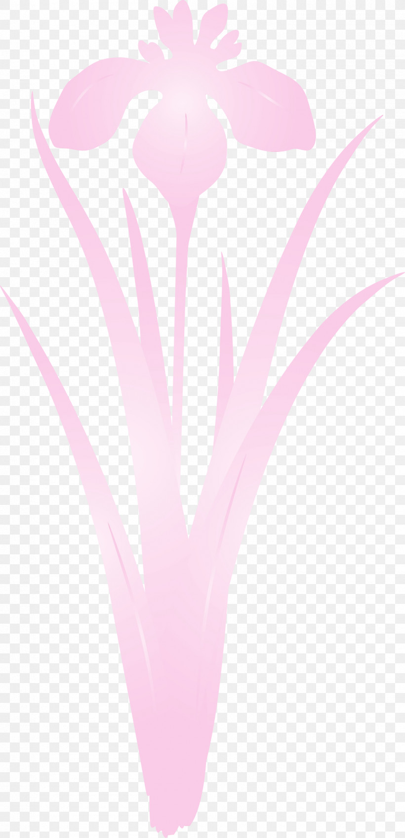 Pink Plant Petal Heart Flower, PNG, 1453x3000px, Iris Flower, Flower, Heart, Paint, Petal Download Free