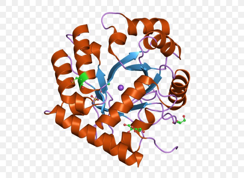 Uridine Monophosphate Synthetase Thymidylate Synthase Orotidine 5'-monophosphate Biosynthesis, PNG, 800x600px, Uridine Monophosphate, Adenosine Monophosphate, Biosynthesis, Chromosome 3 Human, Enzyme Download Free