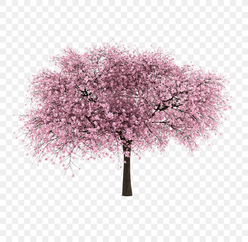 Cherry Blossom Clip Art, PNG, 800x800px, Cherry Blossom, Blossom, Branch, Cherry, Flower Download Free