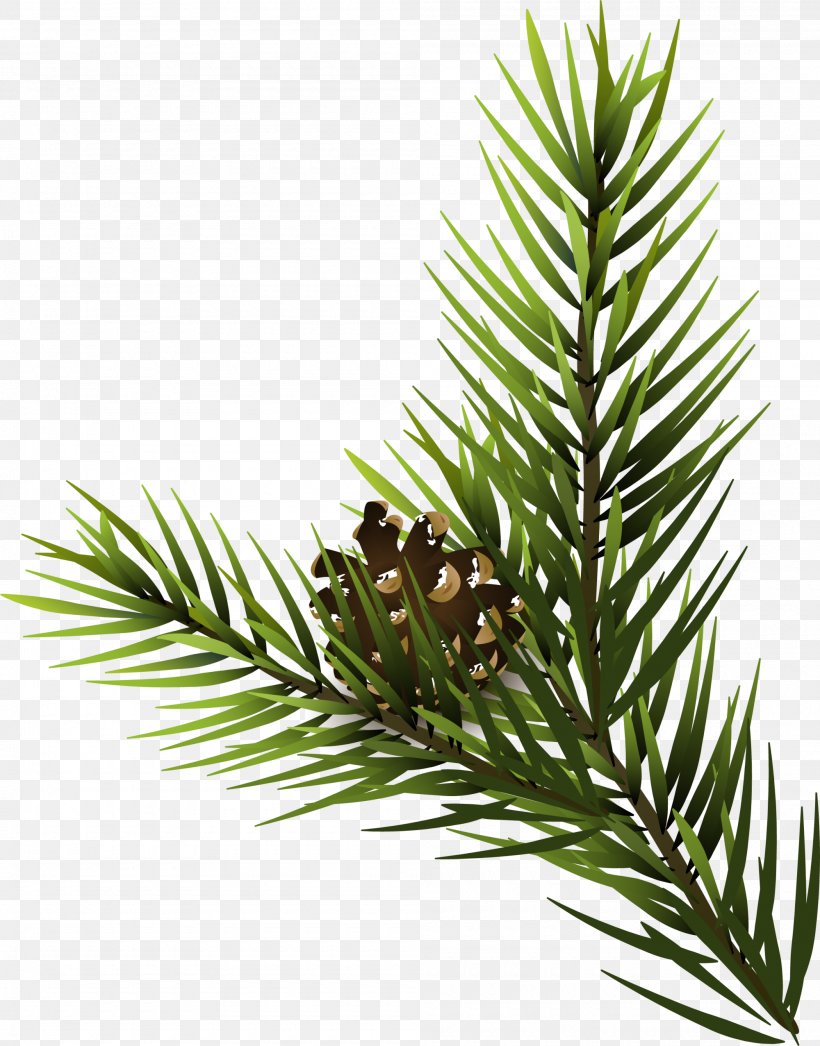 Fir Pine Spruce Conifer Cone, PNG, 2000x2553px, Pine, Branch, Conifer, Conifer Cone, Conifers Download Free