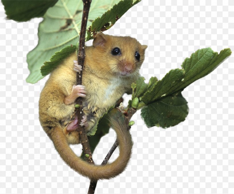 Hazel Dormouse Bat Ecology Mammal, PNG, 1003x833px, Dormouse, Badger, Bat, Blues Rock, Boogie Rock Download Free