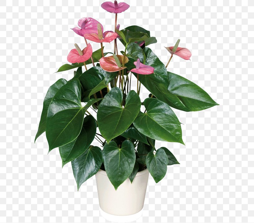 Laceleaf Houseplant Adenium Obesum Cultivo, PNG, 600x721px, Laceleaf, Adenium, Adenium Obesum, Cactaceae, Cultivo Download Free