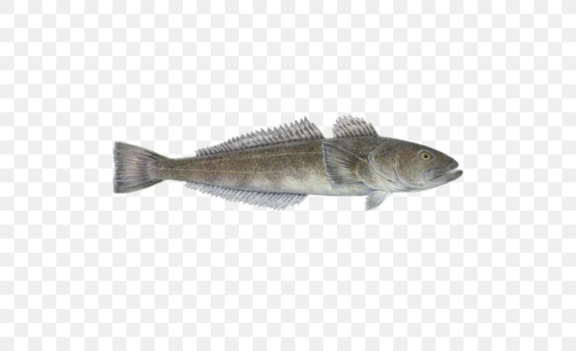 Mackerel Monterey Bay Aquarium Cod Barramundi Fish Products, PNG, 500x500px, Mackerel, Barramundi, Bass, Bonito, Bony Fish Download Free