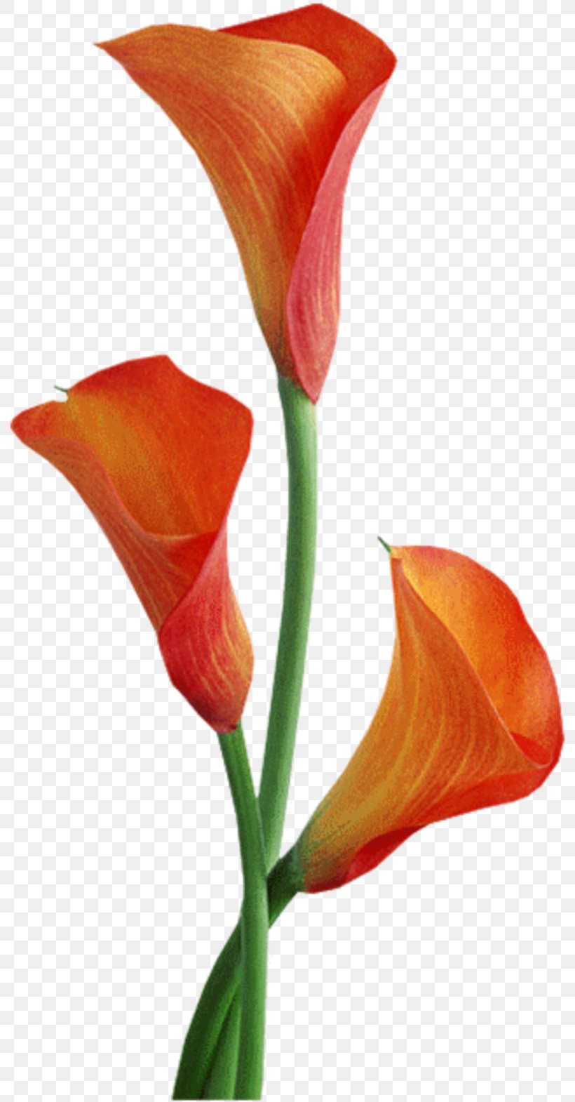 Arum-lily Clip Art Orange Lily Arum Lilies, PNG, 800x1570px, Arumlily, Alismatales, Arum, Arum Family, Arum Lilies Download Free