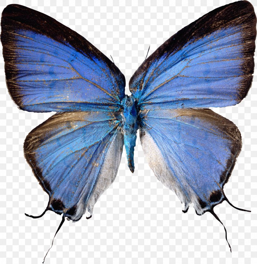 Butterfly Farfel Farfalle Clip Art, PNG, 1561x1600px, Butterfly, Ad Blocking, Arthropod, Brush Footed Butterfly, Butterflies And Moths Download Free