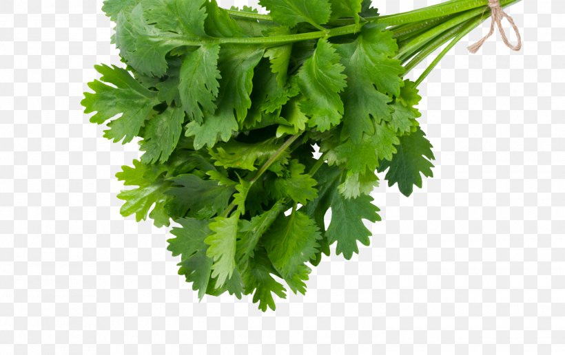 Coriander Parsley Steak Tartare Ingredient Germany, PNG, 1500x944px, Coriander, Celery, Chervil, Chinese Celery, Culantro Download Free