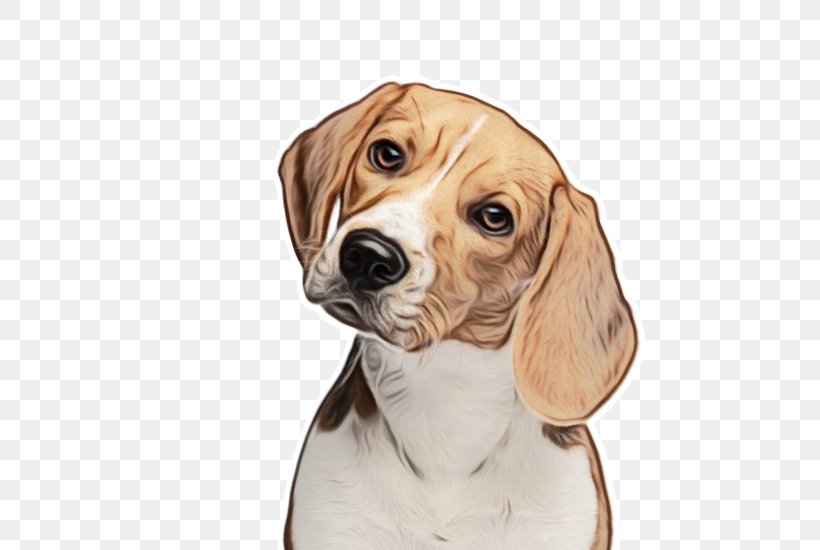 Dog Beagle Companion Dog American Foxhound Snout, PNG, 600x550px, Watercolor, American Foxhound, Beagle, Companion Dog, Dog Download Free