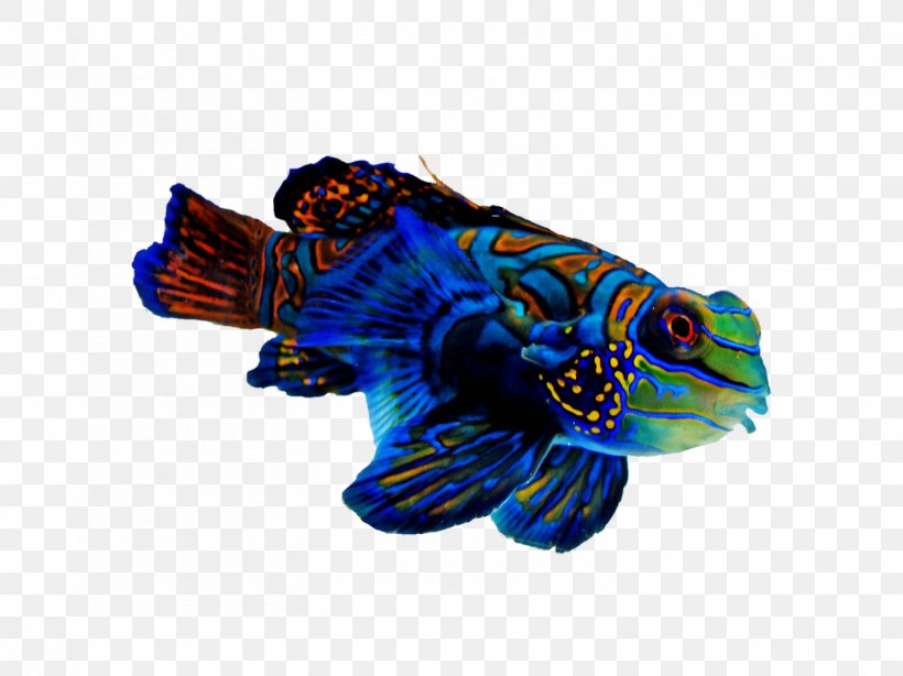 Mandarinfish Reef Aquarium Tropical Fish Refugium, PNG, 1505x1127px, Mandarinfish, Aquarium, Crossword, Electric Blue, Emperor Angelfish Download Free